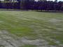 Rasen w�chst